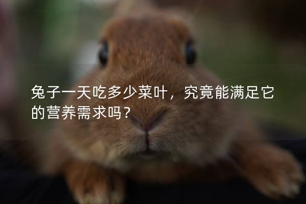 兔子一天吃多少菜叶，究竟能满足它的营养需求吗？