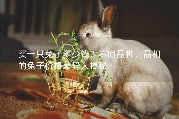 买一只兔子多少钱？不同品种、品相的兔子价格差异大揭秘