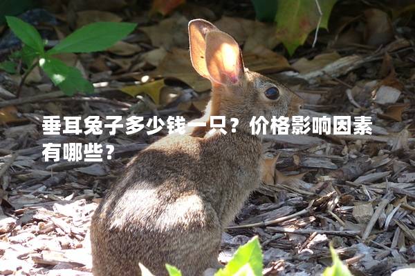 垂耳兔子多少钱一只？价格影响因素有哪些？