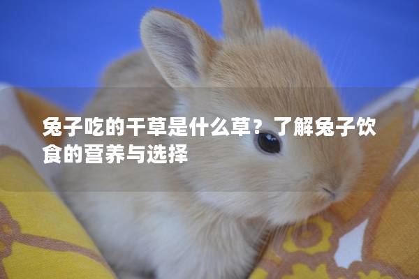 兔子吃的干草是什么草？了解兔子饮食的营养与选择
