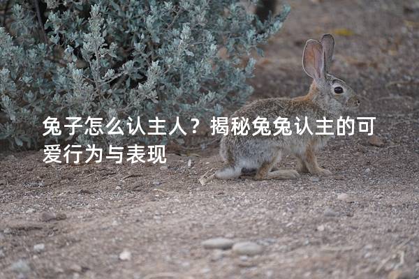 兔子怎么认主人？揭秘兔兔认主的可爱行为与表现