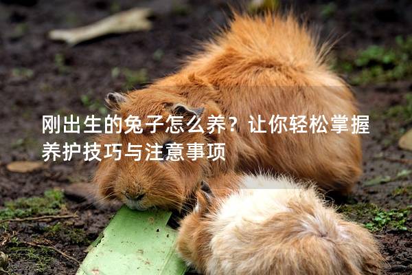 刚出生的兔子怎么养？让你轻松掌握养护技巧与注意事项