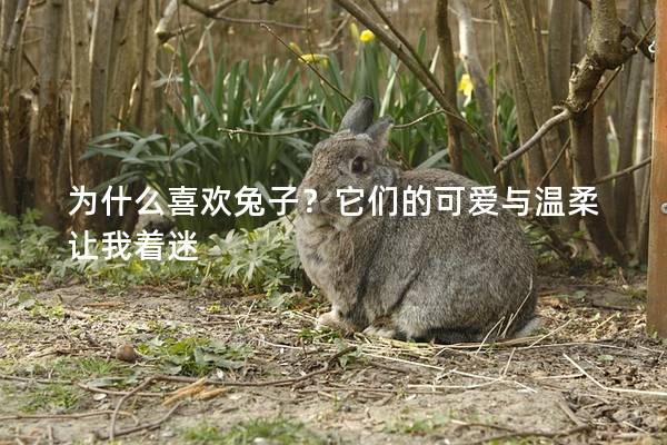 为什么喜欢兔子？它们的可爱与温柔让我着迷