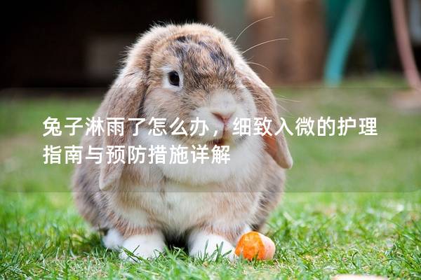 兔子淋雨了怎么办，细致入微的护理指南与预防措施详解