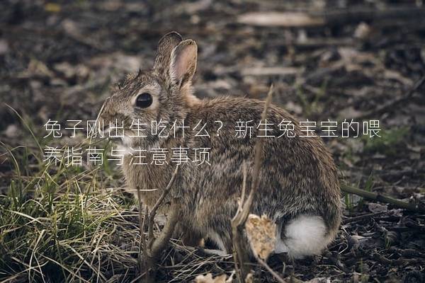 兔子刚出生吃什么？新生兔宝宝的喂养指南与注意事项