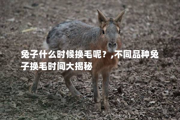 兔子什么时候换毛呢？,不同品种兔子换毛时间大揭秘