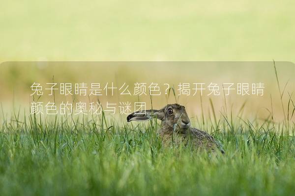 兔子眼睛是什么颜色？揭开兔子眼睛颜色的奥秘与谜团