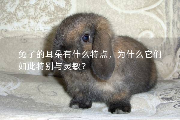 兔子的耳朵有什么特点，为什么它们如此特别与灵敏？