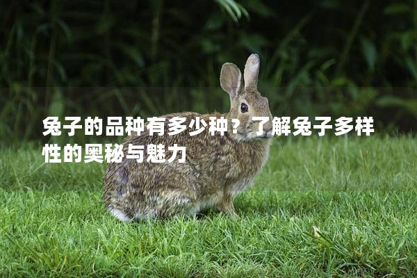 兔子的品种有多少种？了解兔子多样性的奥秘与魅力