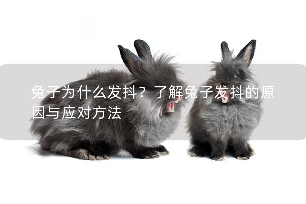 兔子为什么发抖？了解兔子发抖的原因与应对方法