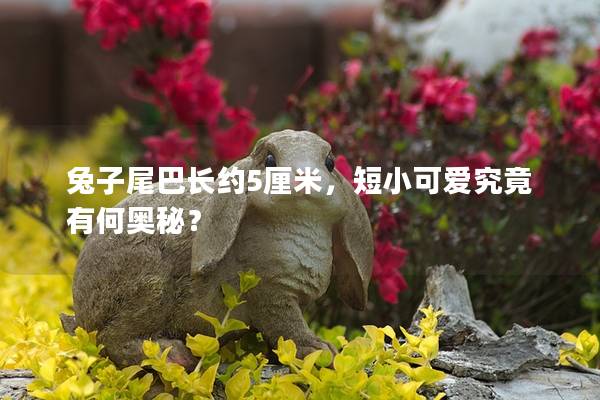 兔子尾巴长约5厘米，短小可爱究竟有何奥秘？