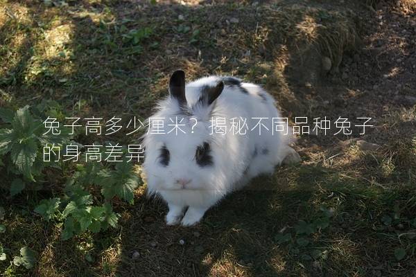 兔子高多少厘米？揭秘不同品种兔子的身高差异