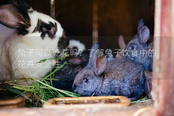 兔子可以吃花吗？了解兔子饮食中的花卉安全性