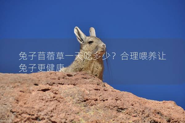 兔子苜蓿草一天吃多少？合理喂养让兔子更健康