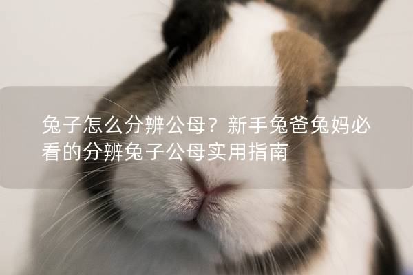 兔子怎么分辨公母？新手兔爸兔妈必看的分辨兔子公母实用指南