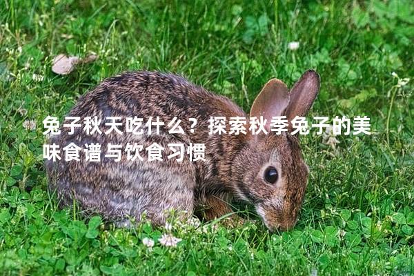 兔子秋天吃什么？探索秋季兔子的美味食谱与饮食习惯