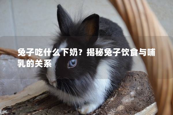 兔子吃什么下奶？揭秘兔子饮食与哺乳的关系