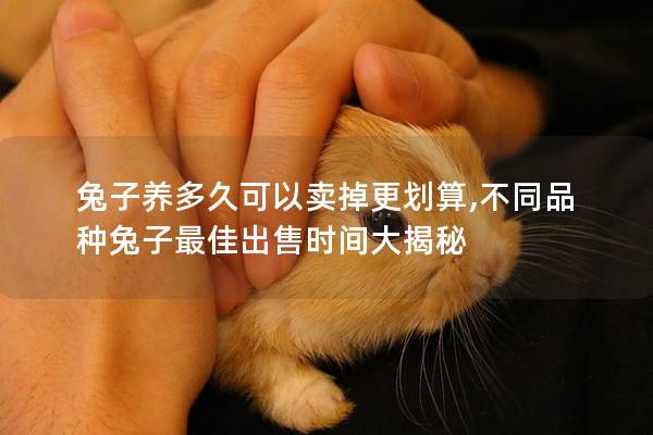 兔子养多久可以卖掉更划算,不同品种兔子最佳出售时间大揭秘