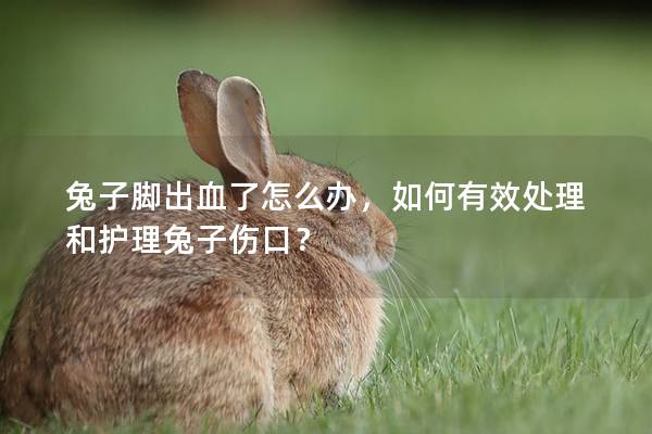 兔子脚出血了怎么办，如何有效处理和护理兔子伤口？