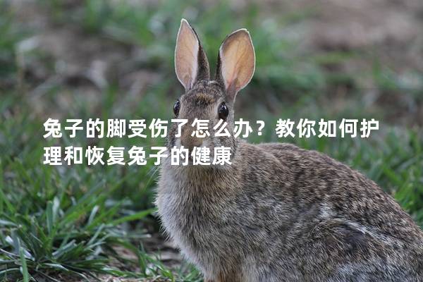 兔子的脚受伤了怎么办？教你如何护理和恢复兔子的健康