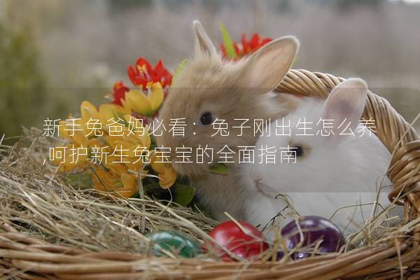 新手兔爸妈必看：兔子刚出生怎么养,呵护新生兔宝宝的全面指南
