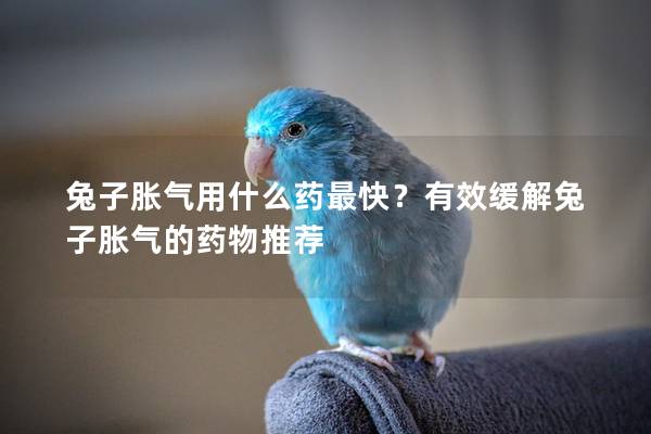 兔子胀气用什么药最快？有效缓解兔子胀气的药物推荐