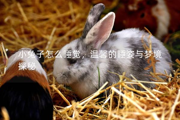 小兔子怎么睡觉，温馨的睡姿与梦境探秘