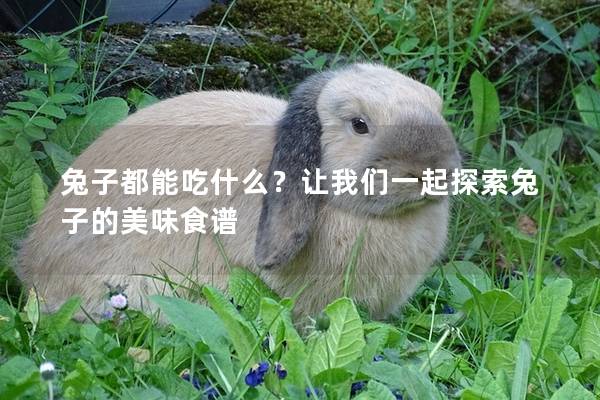 兔子都能吃什么？让我们一起探索兔子的美味食谱