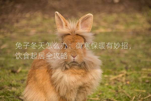 兔子冬天怎么办：御寒保暖有妙招，饮食起居全攻略