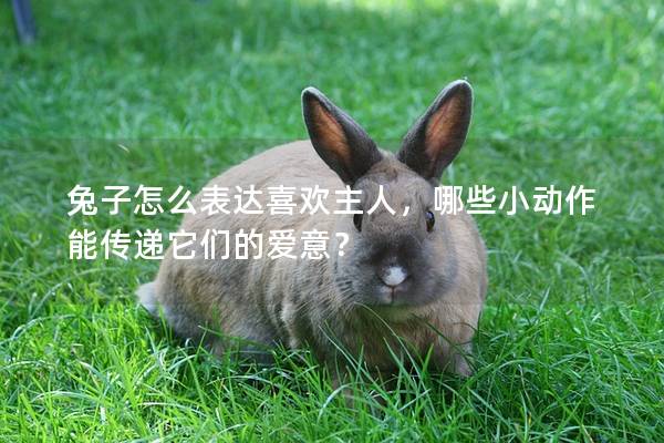 兔子怎么表达喜欢主人，哪些小动作能传递它们的爱意？