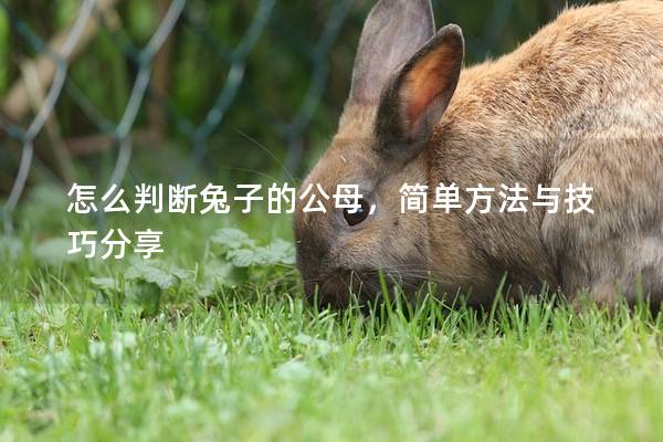 怎么判断兔子的公母，简单方法与技巧分享