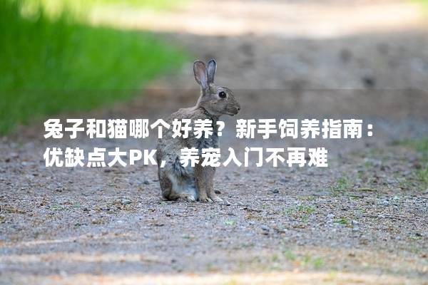 兔子和猫哪个好养？新手饲养指南：优缺点大PK，养宠入门不再难