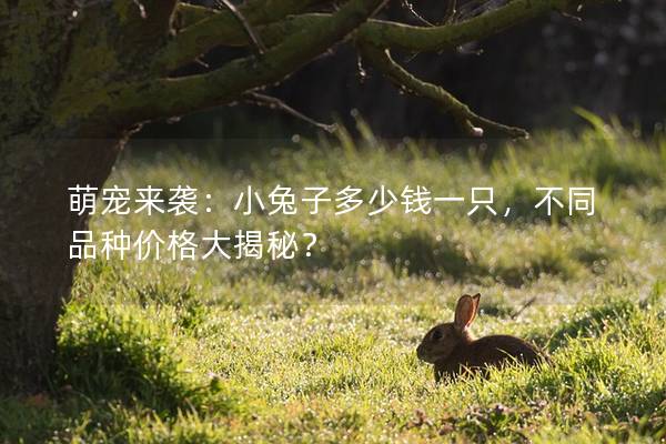 萌宠来袭：小兔子多少钱一只，不同品种价格大揭秘？