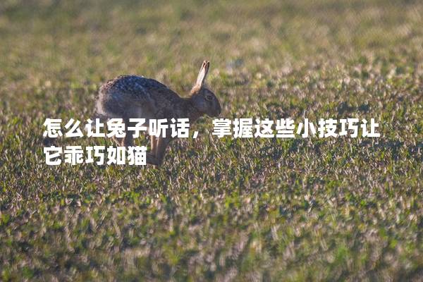 怎么让兔子听话，掌握这些小技巧让它乖巧如猫