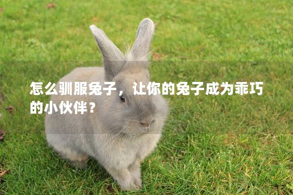 怎么驯服兔子，让你的兔子成为乖巧的小伙伴？