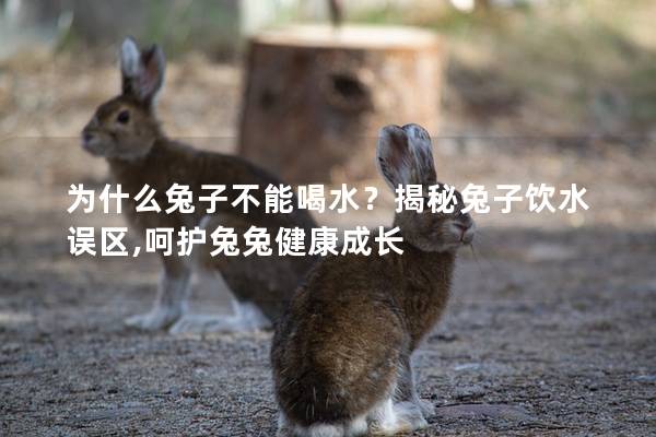 为什么兔子不能喝水？揭秘兔子饮水误区,呵护兔兔健康成长
