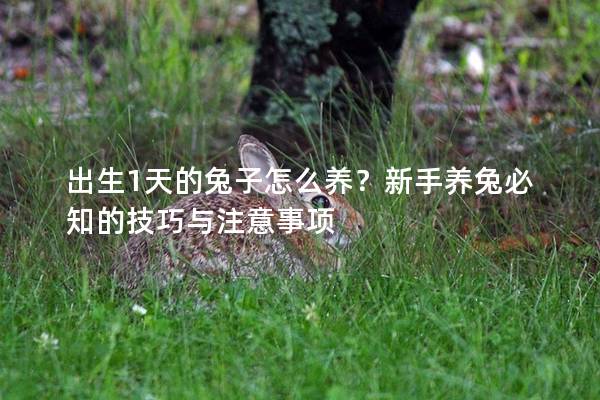 出生1天的兔子怎么养？新手养兔必知的技巧与注意事项