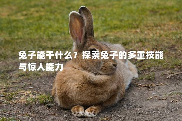 兔子能干什么？探索兔子的多重技能与惊人能力