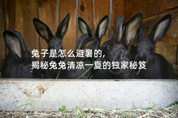 兔子是怎么避暑的, 揭秘兔兔清凉一夏的独家秘笈