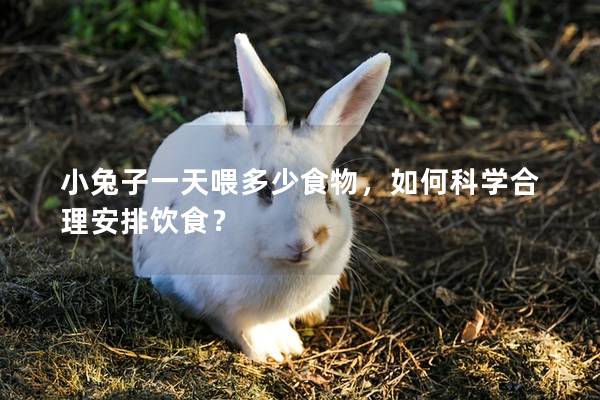 小兔子一天喂多少食物，如何科学合理安排饮食？