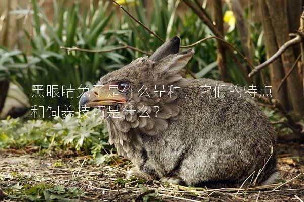 黑眼睛兔子是什么品种，它们的特点和饲养技巧是什么？