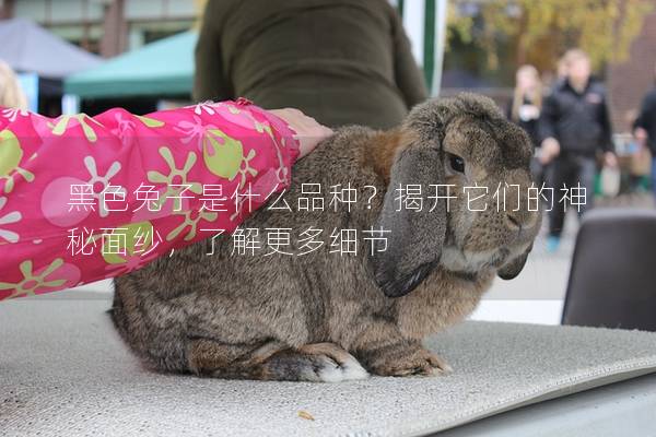 黑色兔子是什么品种？揭开它们的神秘面纱，了解更多细节
