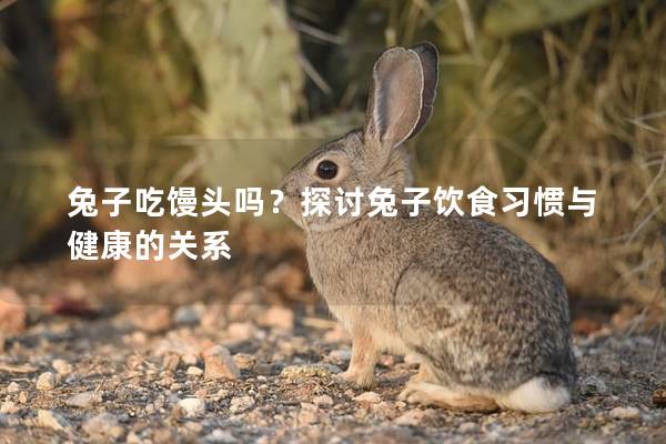 兔子吃馒头吗？探讨兔子饮食习惯与健康的关系