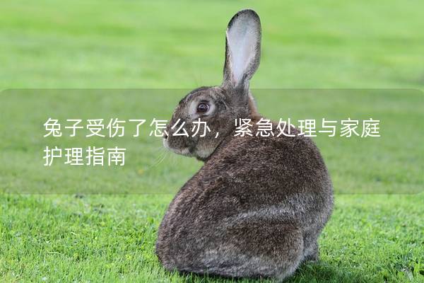 兔子受伤了怎么办，紧急处理与家庭护理指南