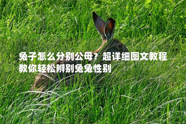 兔子怎么分别公母？超详细图文教程教你轻松辨别兔兔性别