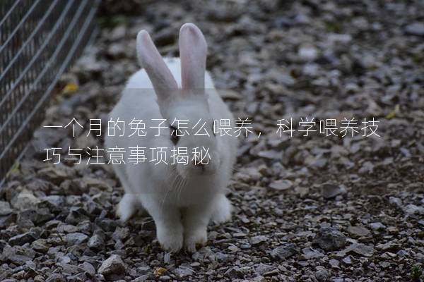 一个月的兔子怎么喂养，科学喂养技巧与注意事项揭秘