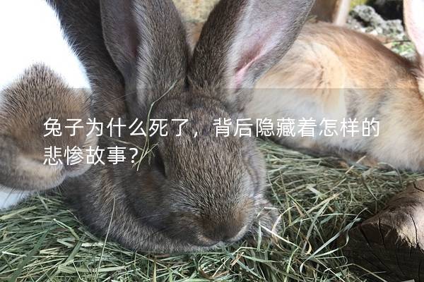兔子为什么死了，背后隐藏着怎样的悲惨故事？