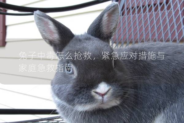兔子中毒怎么抢救，紧急应对措施与家庭急救指南