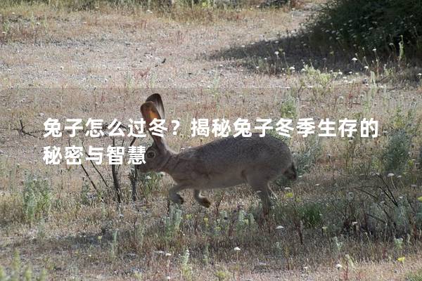 兔子怎么过冬？揭秘兔子冬季生存的秘密与智慧