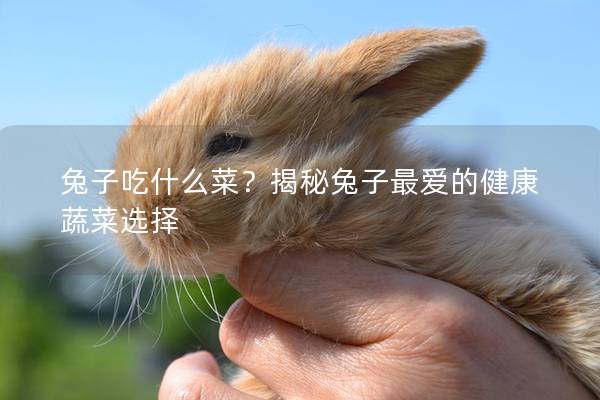 兔子吃什么菜？揭秘兔子最爱的健康蔬菜选择